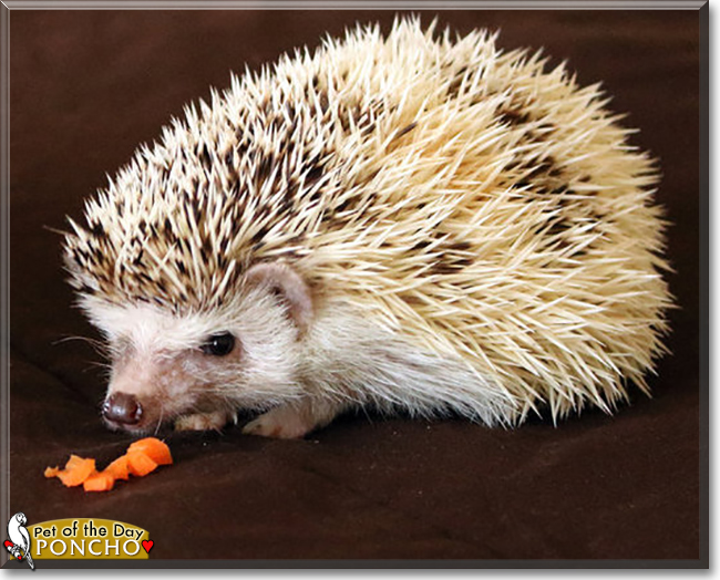 Poncho the African Pygmy Hedgehog, the Pet of the Day
