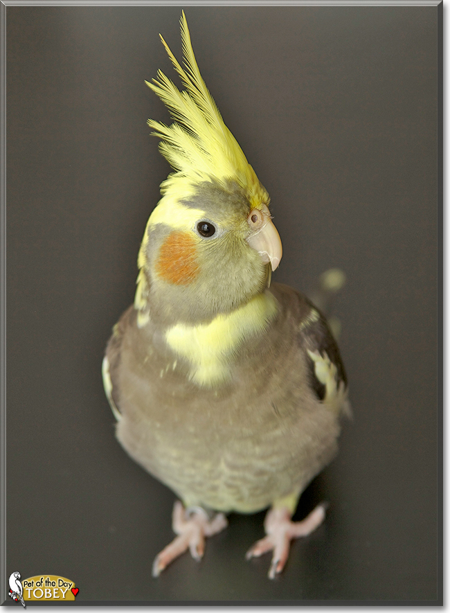 Tobey the Cockatiel, the Pet of the Day