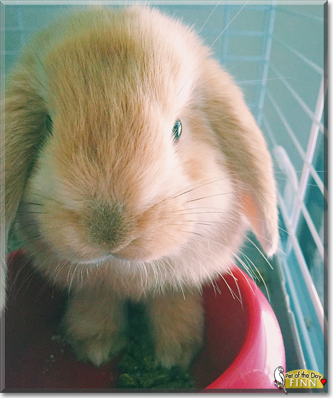 Finn the American Lop Rabbit, the Pet of the Day