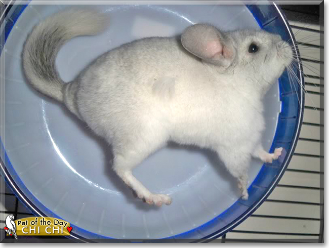 Chi Chi the Chinchilla, the Pet of the Day