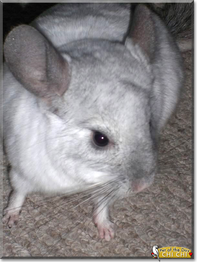 Chi Chi the Chinchilla, the Pet of the Day