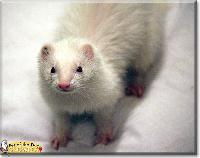 Snowpea the Ferret, the Pet of the Day