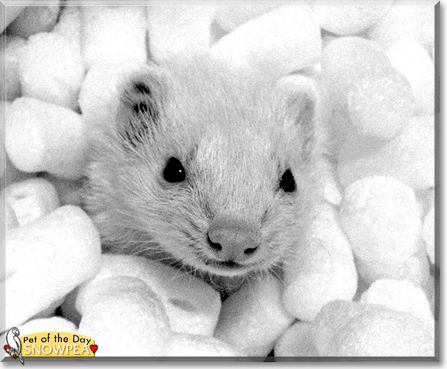 Snowpea the Ferret, the Pet of the Day