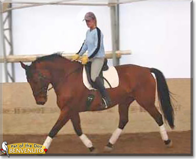 Benvenuto the Hanoverian Horse, the Pet of the Day