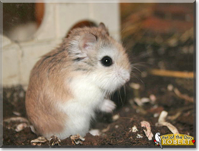 Robert the Dwarf Hamster, the Pet of the Day