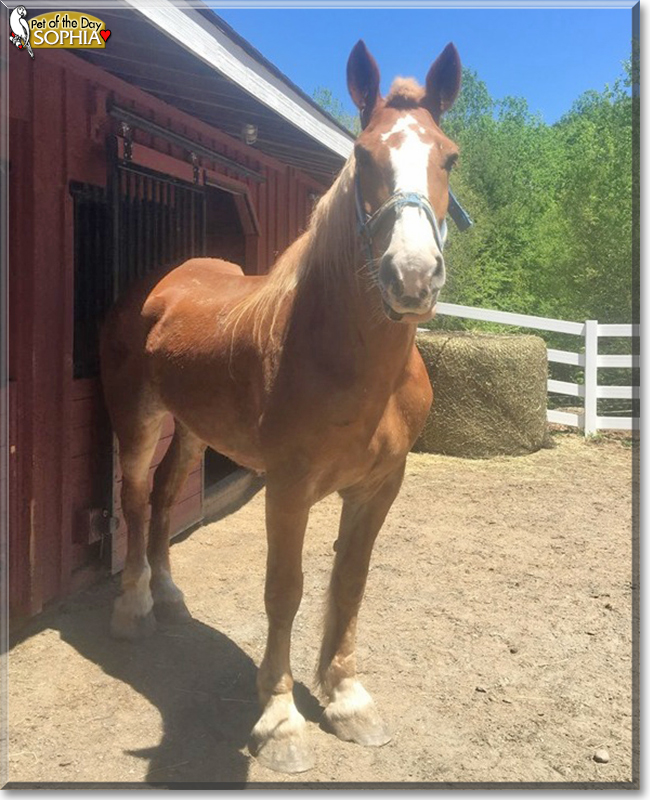 Sophia and Mighty Mike the Belgian Horses, the Pet of the Day