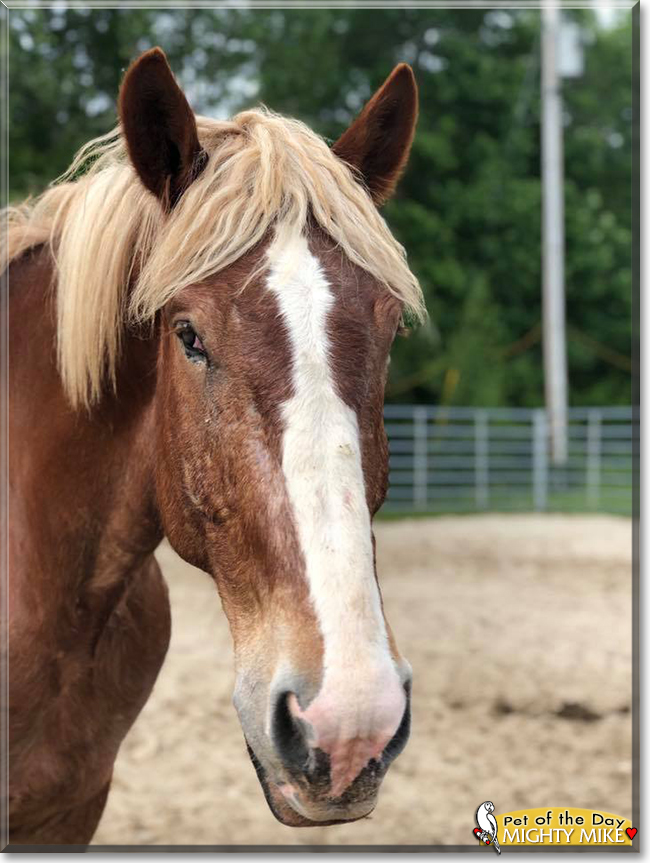 Sophia and Mighty Mike the Belgian Horses, the Pet of the Day