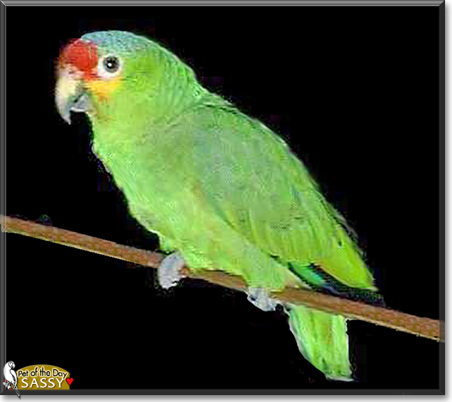 Sassy the Red Lored Amazon Parrot, the Pet of the Day