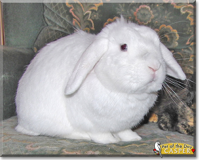 Casper the Mini Lop Rabbit, the Pet of the Day