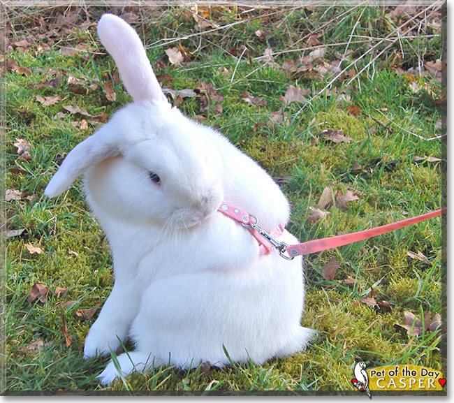 Casper the Mini Lop Rabbit, the Pet of the Day