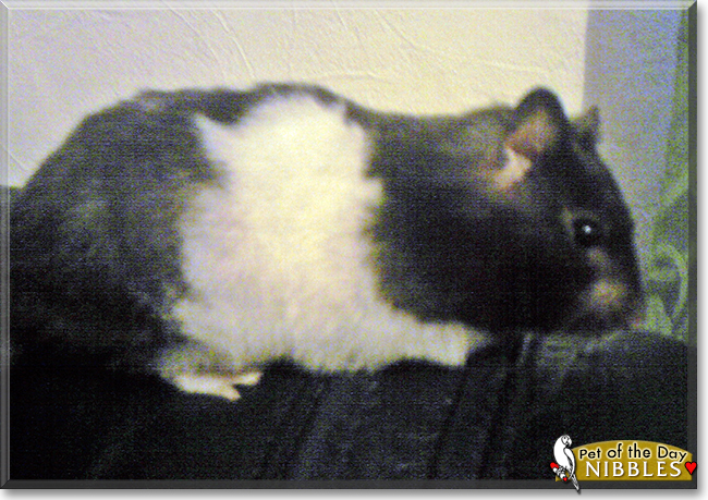 Nibbles the Hamster, the Pet of the Day