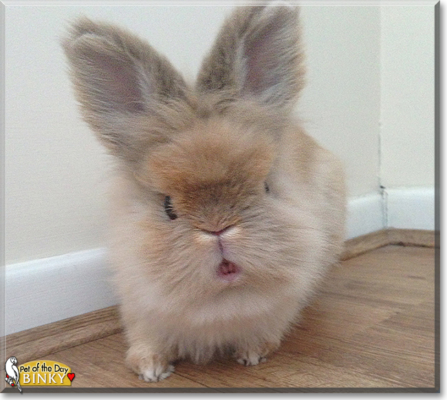 Binky the Lionhead Rabbit, the Pet of the Day