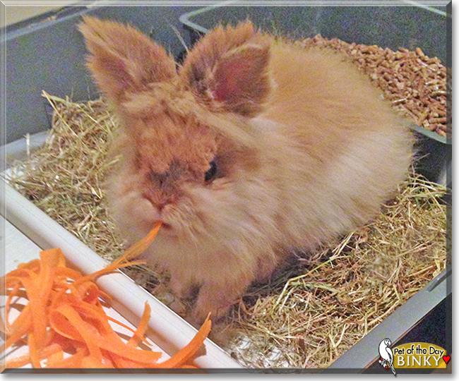 Binky the Lionhead Rabbit, the Pet of the Day