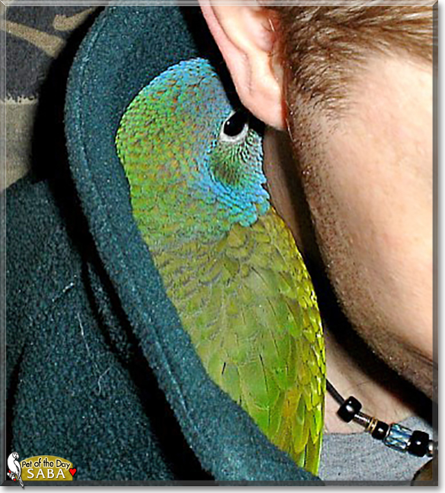 Saba the Blue Headed Pionus, the Pet of the Day