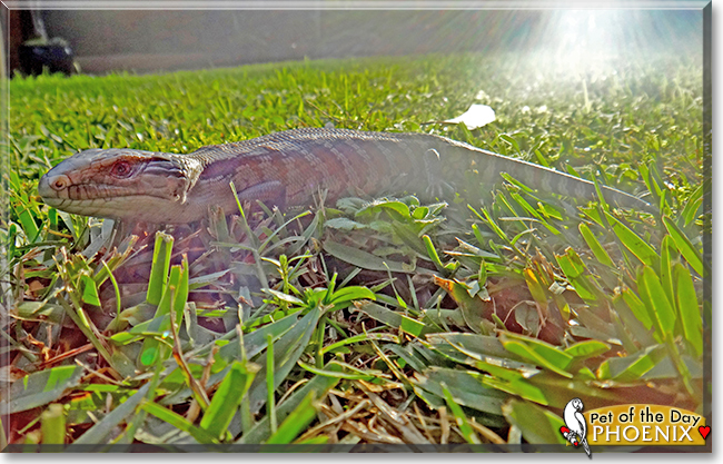 Phoenix the Blue-tongue Lizard, the Pet of the Day