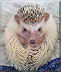 Poncho the African Pygmy Hedgehog