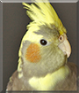 Tobey the Cockatiel