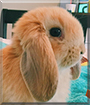 Finn the American Lop Rabbit