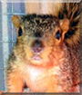 Stuart the Squirrel