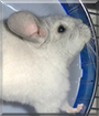 Chi Chi the Chinchilla