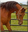 Dante the Arabian Horse