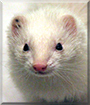 Snowpea the Ferret