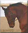 Benvenuto the Hanoverian Horse