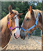 Sophia and Mighty Mike the Belgian Horses