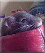 Nibbles the Hamster