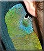 Saba the Blue Headed Pionus