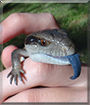 Phoenix the Blue-tongue Lizard