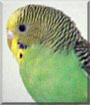A.J. the Parakeet