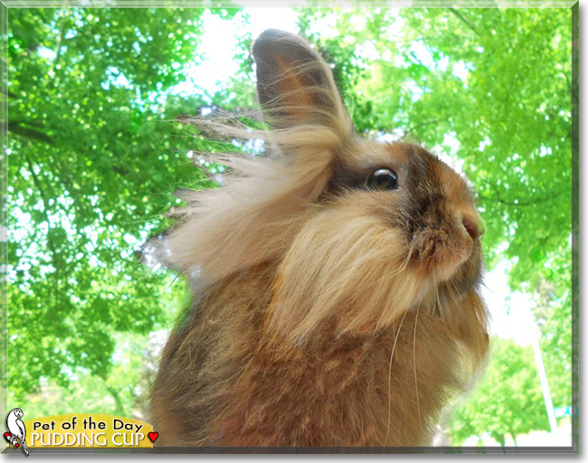 Pudding Cup the Lionhead Rabbit, the Pet of the Day