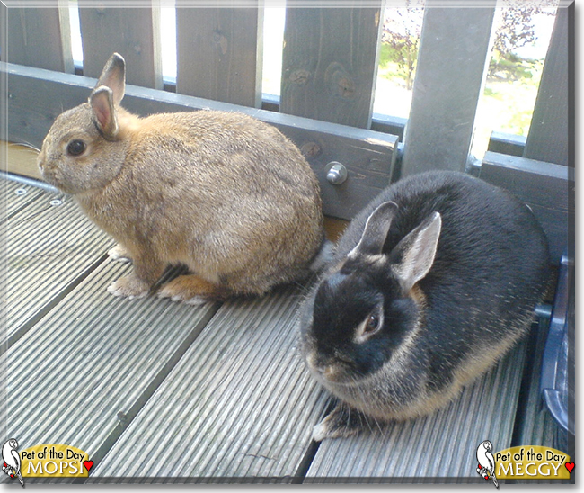 Meggy and Mopsi Rabbits, the Pet of the Day