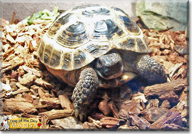 Marisa the Greek Tortoise, the Pet of the Day