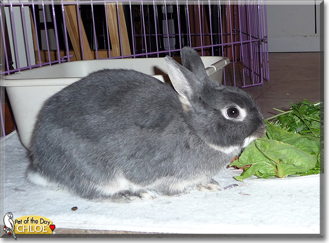 Chloe the Dwarf Rabbit, the Pet of the Day
