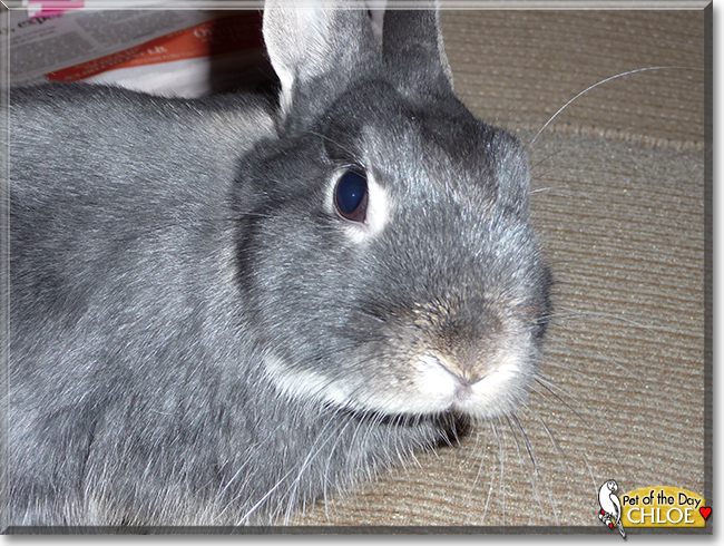 Chloe the Dwarf Rabbit, the Pet of the Day
