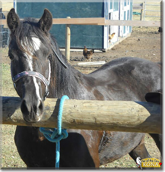 Kona the Welsh Mountain Pony, the Pet of the Day