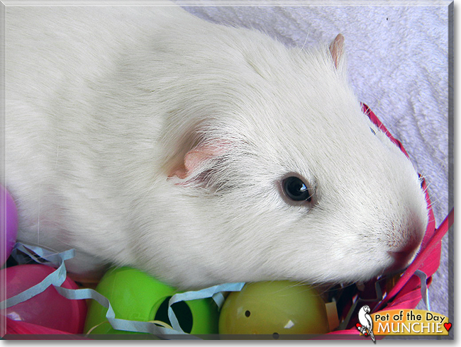 Munchie the Guinea Pig, the Pet of the Day