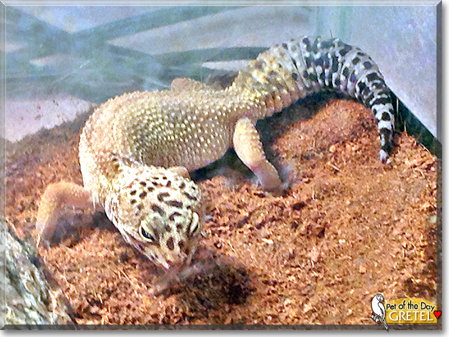 Gretel the Leopard Gecko, the Pet of the Day