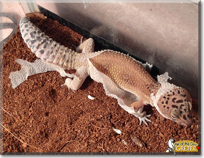 Gretel the Leopard Gecko, the Pet of the Day
