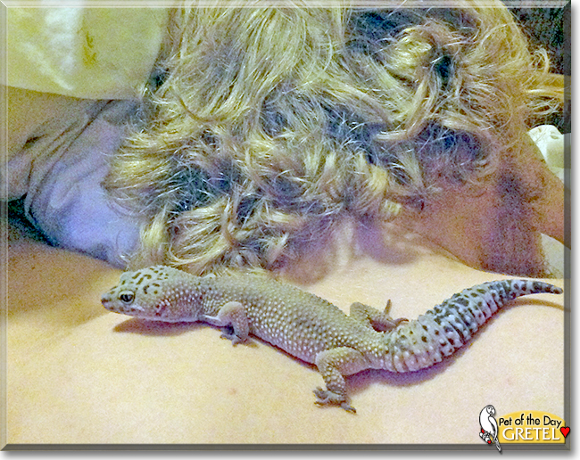 Gretel the Leopard Gecko, the Pet of the Day