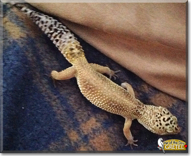 Gretel the Leopard Gecko, the Pet of the Day