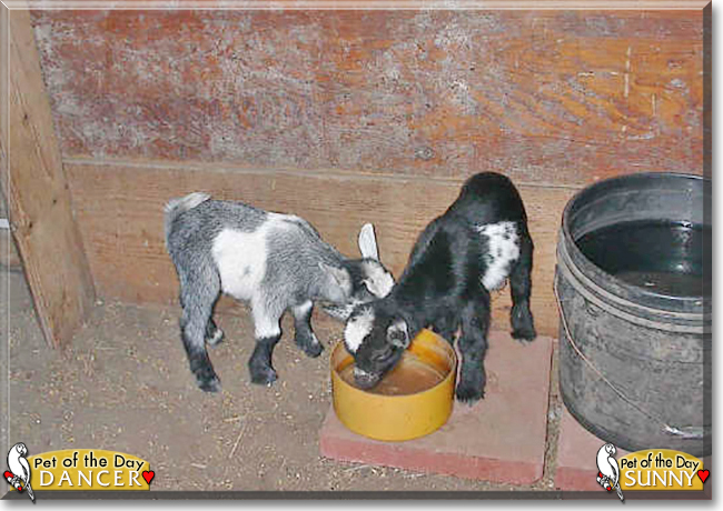 Sunny, Dancer the American Pygmy Goats, the Pet of the Day