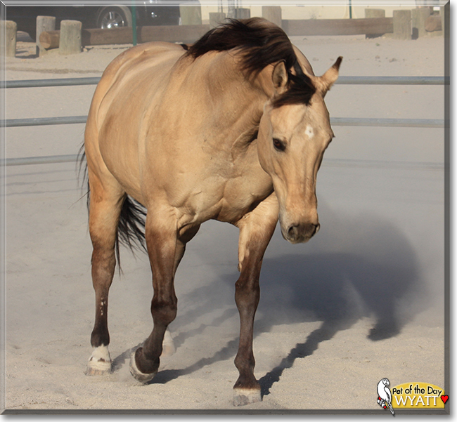 Wyatt the Quarter Horse, the Pet of the Day