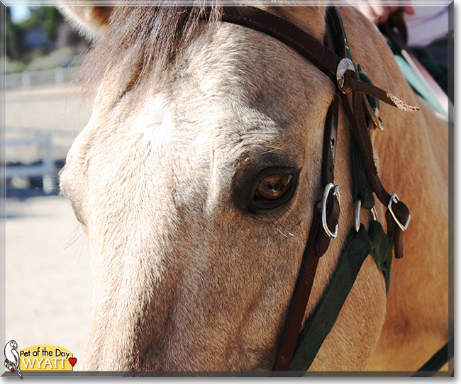 Wyatt the Quarter Horse, the Pet of the Day