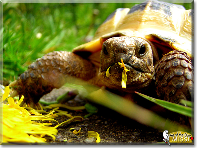 Missi the Afghan Tortoise, the Pet of the Day