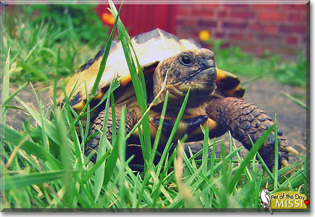 Missi the Afghan Tortoise, the Pet of the Day
