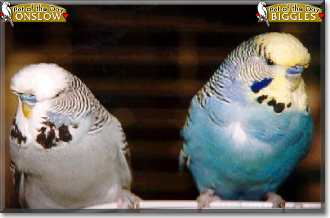 Onslow and Biggles the English Budgies, the Pet of the Day