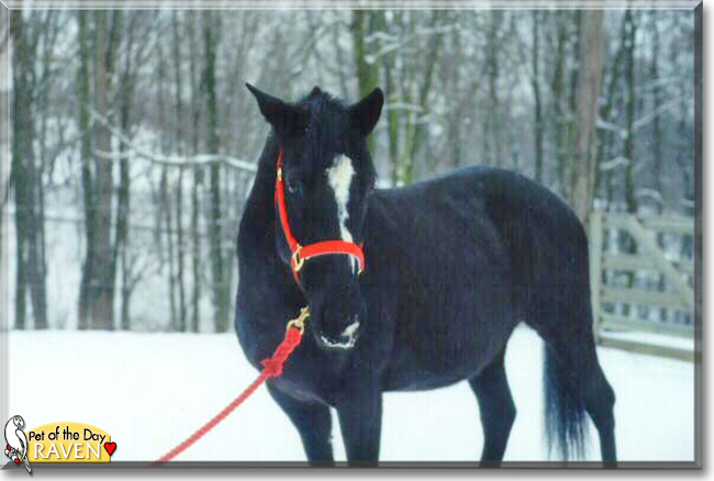 Raven the Quarter Horse mix, the Pet of the Day